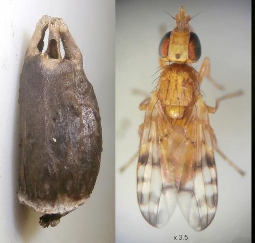 Réf. 266 299 : Myopites stylatus